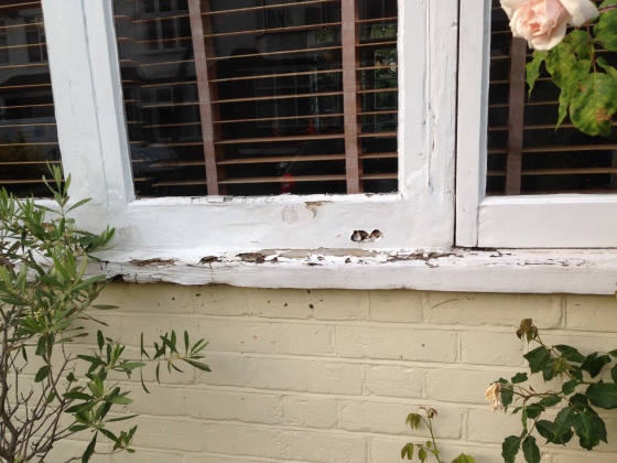 window sill damaged by slipped gutter